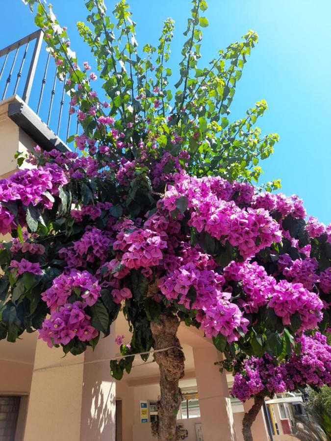 Bouganville Casa Vacanza Ambiente Climatizzato Con Wi Fi Pineto Luaran gambar